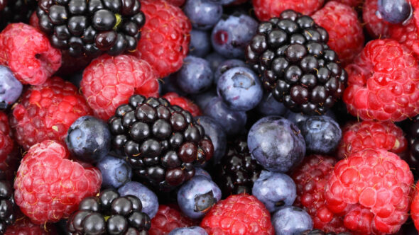 berries-590x332jpg - Cryo Sanctuary - Cryo Sanctuary
